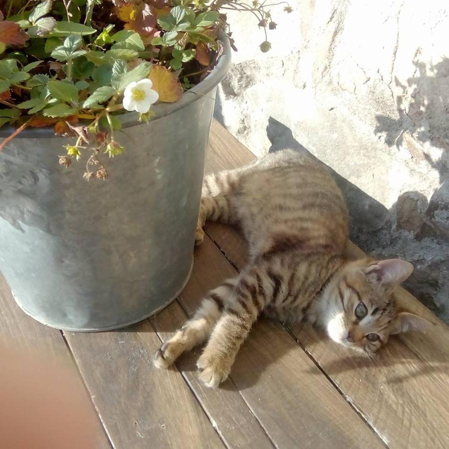 Farmhouse B&B Castagnola 64 Ne Bagian luar foto